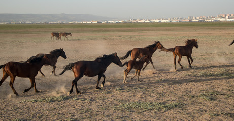 wild horse herds running in the reed, kayseri, turkey