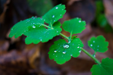 dew on clover leafs