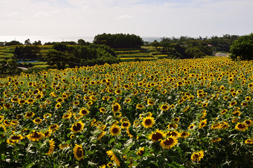 Fototapeta premium 長崎鼻