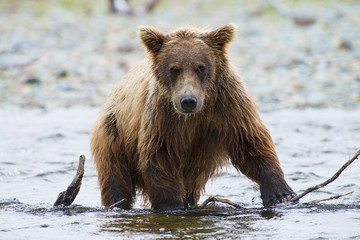 brown bear cub in water © dfriend150