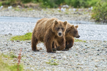 brown bear mother and cub walking up stream