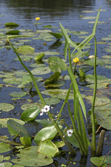 Gewöhnliches Pfeilkraut (Sagittaria sagittifolia) im Natura 2000 Gebiet 