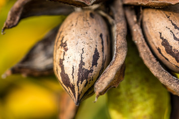 Pecan nut viewed fron the side
