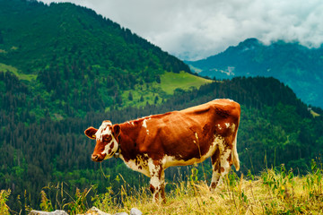 Fototapeta na wymiar Brown rusty cow on a pasture in Alps mountains