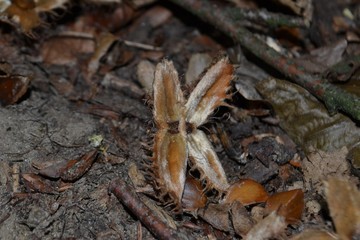 Closeup photograph of an empty beechnut husk on the ground in a forest.