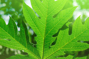 Green papaya leaves morning light morning in Phuket Thailand