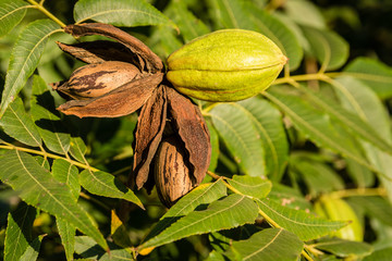 Pecan trees of different times