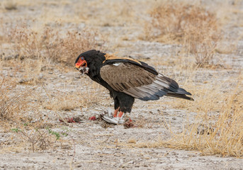 Bateleur Eagle Feeding
