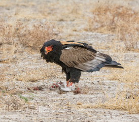 Bateleur Eagle Feeding