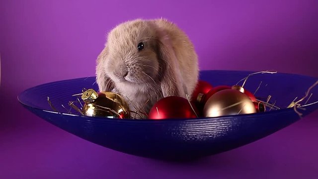 Christmas animal rabbit pet with ornaments.