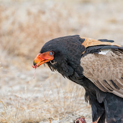 Bateleur Eagle Feeding
