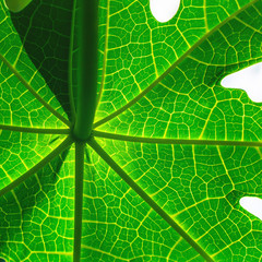 Papaya leaves background light green morning bright comfortable.