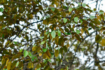 green leaves background
