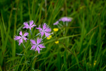 カワラナデシコ