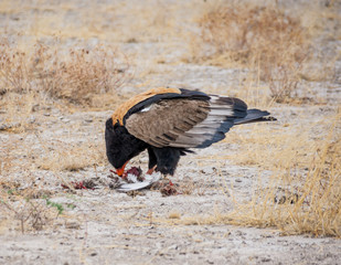 Bateleur Eagle Feeding
