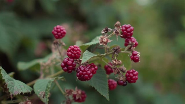 Close up of unripe blackberries on a blackberry bush, on a farm