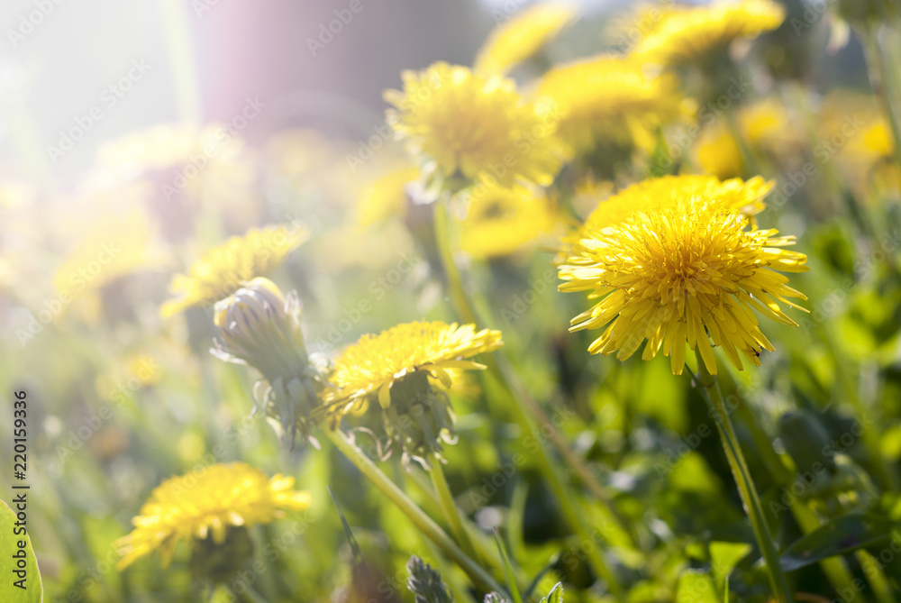 Canvas Prints Yellow meadow