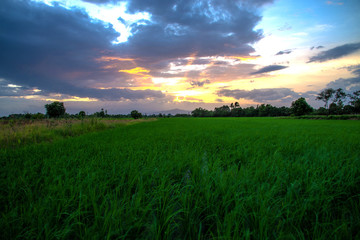 Fototapeta na wymiar Green rice fields with sun set over the mountain in the evening, countryside of Thailand.