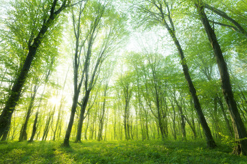 Fototapeta na wymiar Sunlight in the green forest