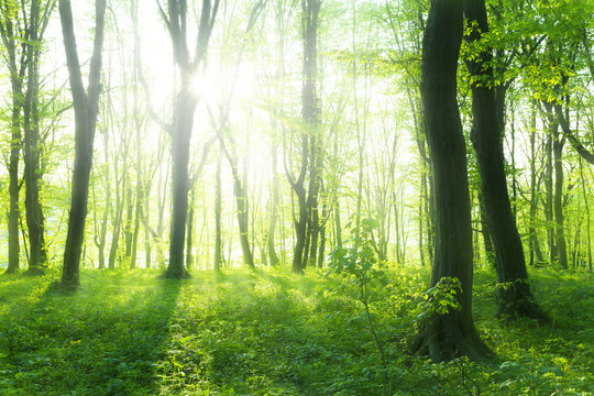 Fototapeta Sunlight in the green forest, spring time