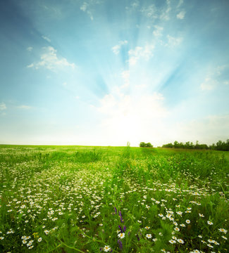 Green meadow under blue sky with clouds