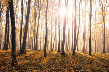 forest sunlight in autumn