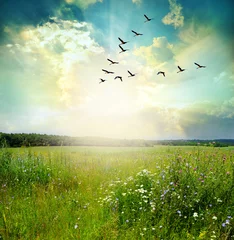 Poster de jardin Nature Oiseaux volants au-dessus d& 39 un champ vert au coucher du soleil