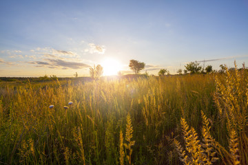 Sunset on the field