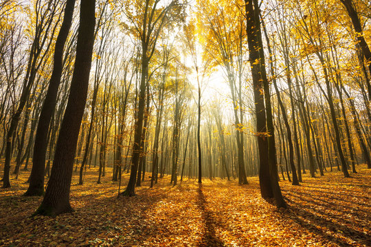 Fototapeta forest sunlight in autumn