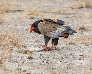 Bateleur Eagle Feeding