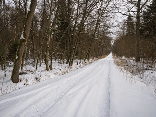 Road in the forest under the snow. Forest snow-covered road.