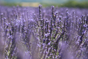 Close-up of growing violet lavender in French Provence 