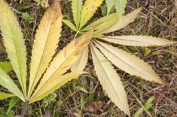 Clipped Marijuana leaves on the ground
