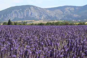 Close-up of growing violet lavender in French Provence 
