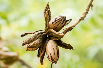 Pecan nut cluster ready for harvest