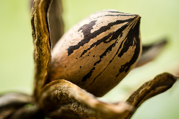 Close-up Side view of pecan nut inside husk