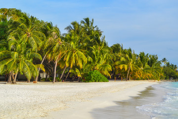 White Sand Tropical Beach with Palm Trees during Sunny Day in Tropical Resort