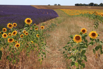 Sunflower field in French Provence with lavender in the background 