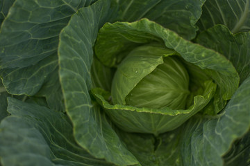 Fototapeta na wymiar Background of cabbage leaves.