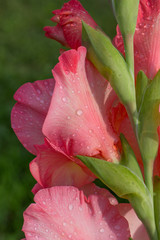 pink petals of gladiolus wet in dew after rain, closeup, macro.