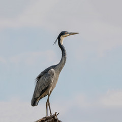 Black-headed Heron