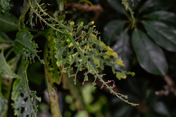 green leaves eaten by ants