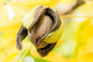 Pecan nut inside open husk with an autumn leave background