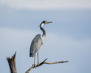 Black-headed Heron