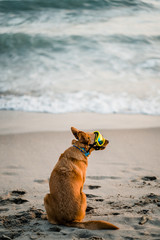 dog sitting on beach goggles - 220160905