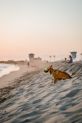 dog sitting on beach goggles - 220160908