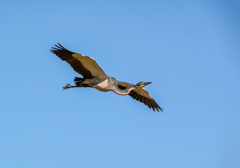 Obraz premium Black-headed Heron