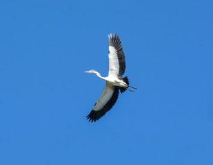Black-headed Heron