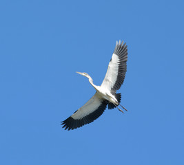 Black-headed Heron in flight