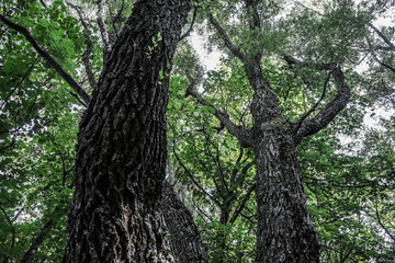 Obraz premium corteccia